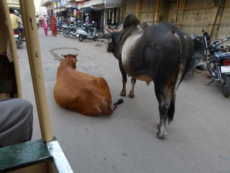 Rajasthan 2011-09-20 16-17-30 (P1030845) (Large).JPG